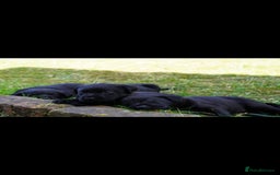 Labrador Retriever dogs for sale: Black Pure bred kg reg Labrador for sale  - Image 5