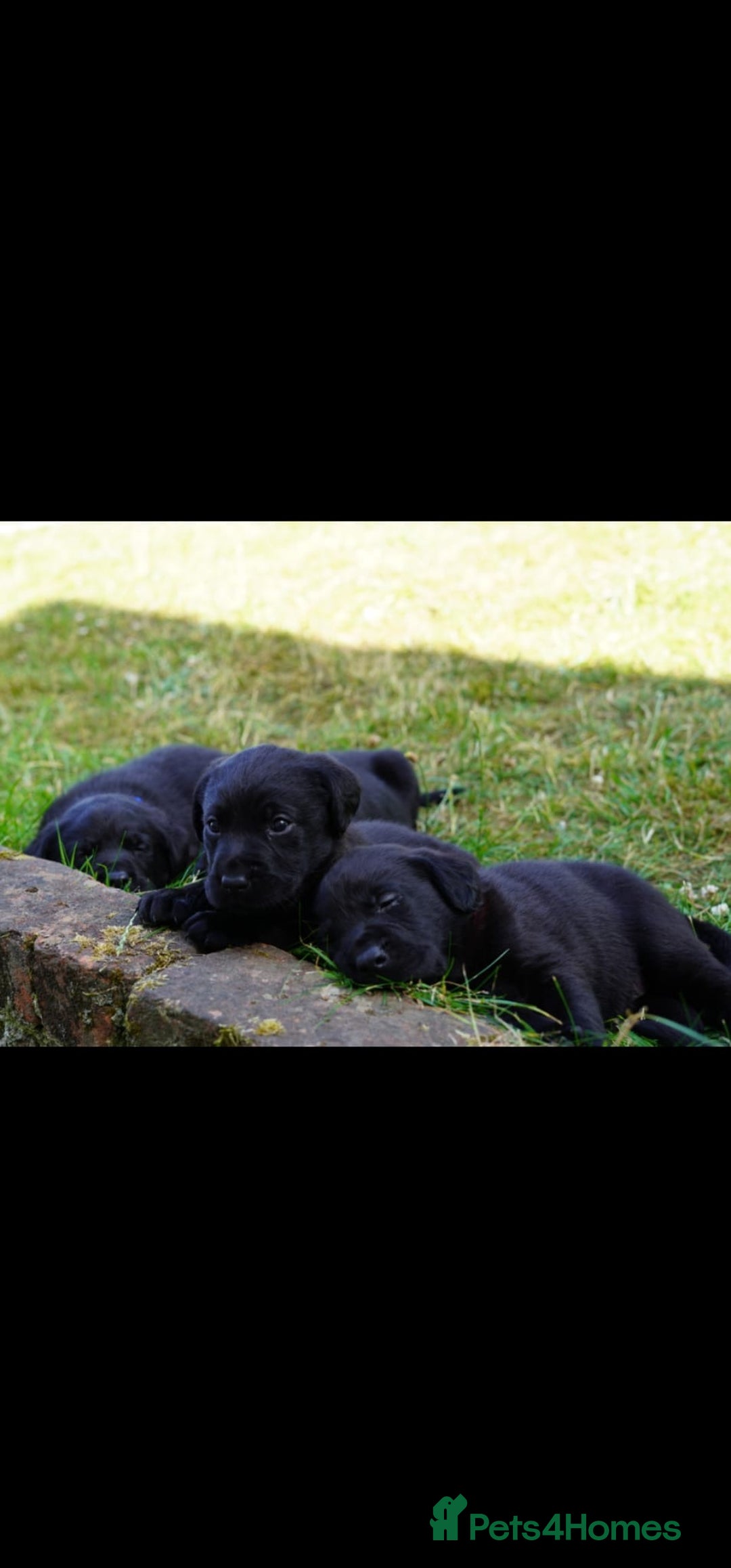 Labrador Retriever dogs for sale: Black Pure bred kg reg Labrador for sale  - Image 5