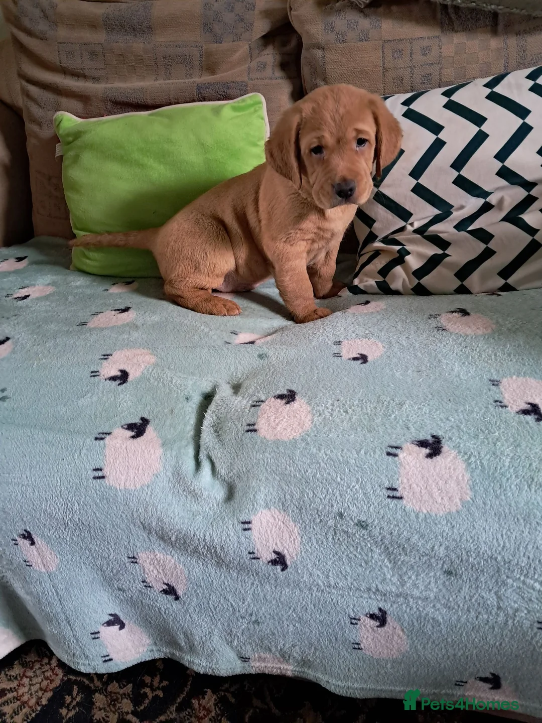 Goldador dogs for sale: Labrador x Golden retriever pups - Advert 7