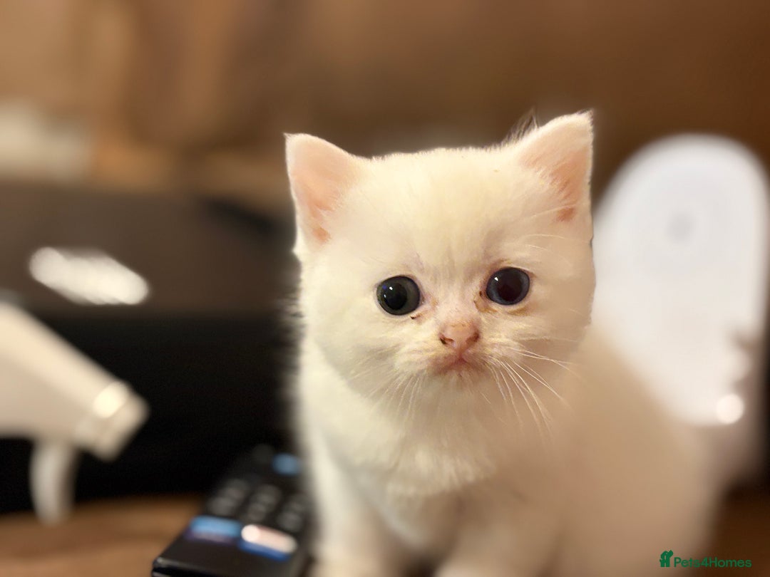 Persian cats for sale: White half Persian kitten, ready  **  eve - Advert 7