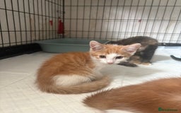 Mixed Breed cats for sale: Only 3 kittens left! - Image 38
