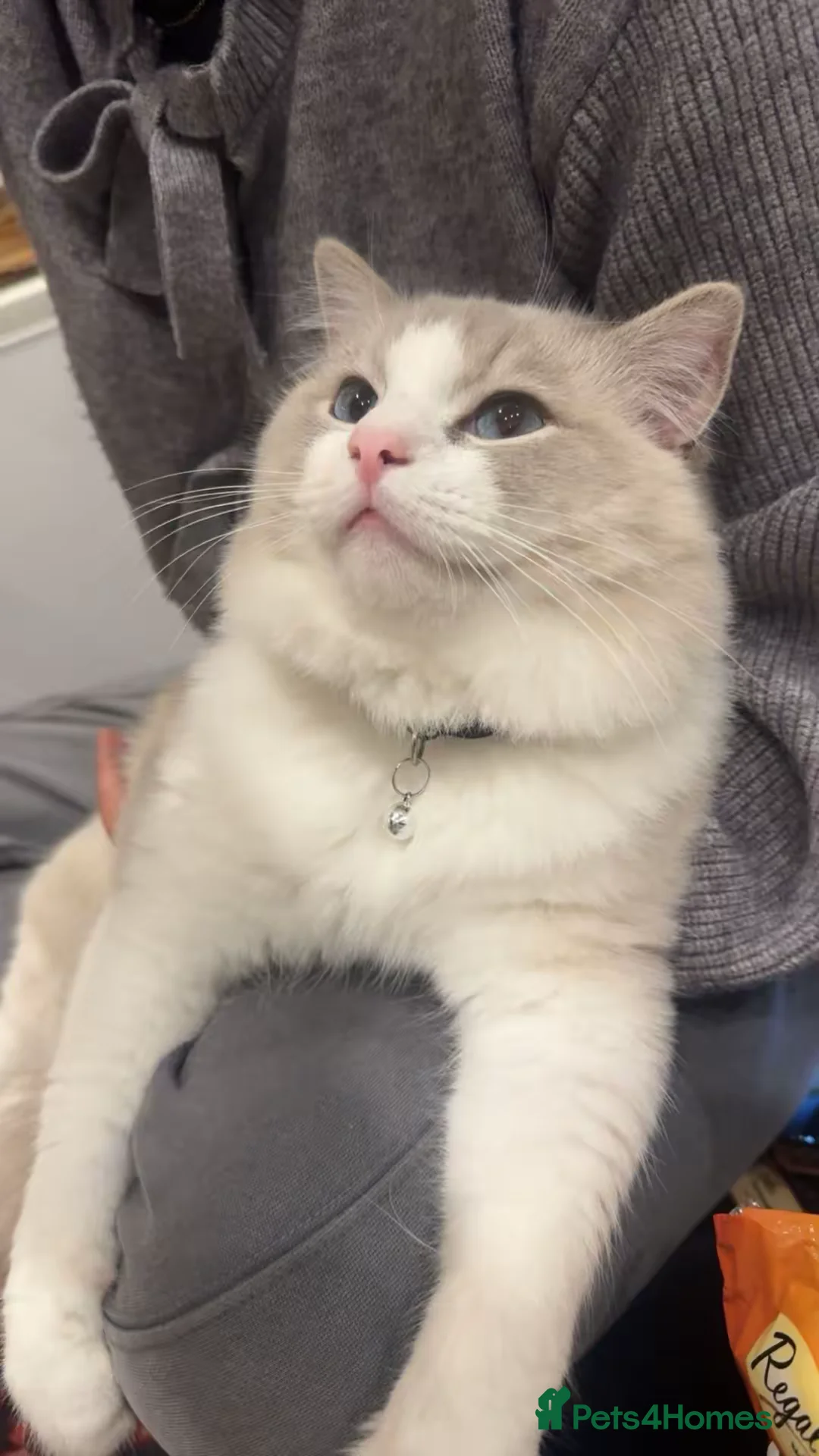 Ragdoll cats for sale: randy - Advert 1