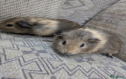 Guinea Pig rodents for sale: Guinea pig babies for sale  - Image 8
