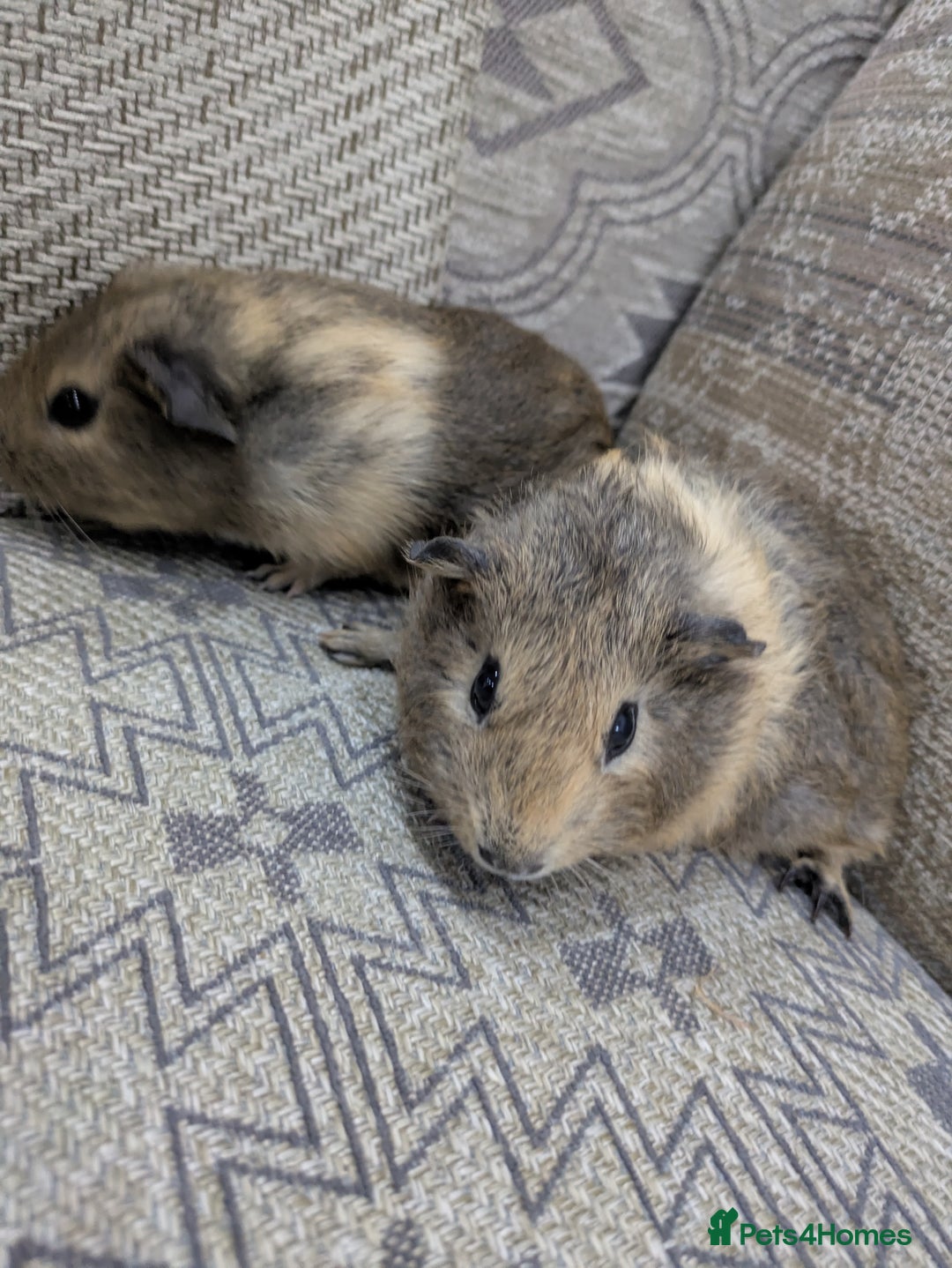 Guinea Pig rodents for sale: Guinea pig babies for sale  - Image 8