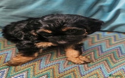 Cockapoo dogs for sale: The best cockapoos - Image 34