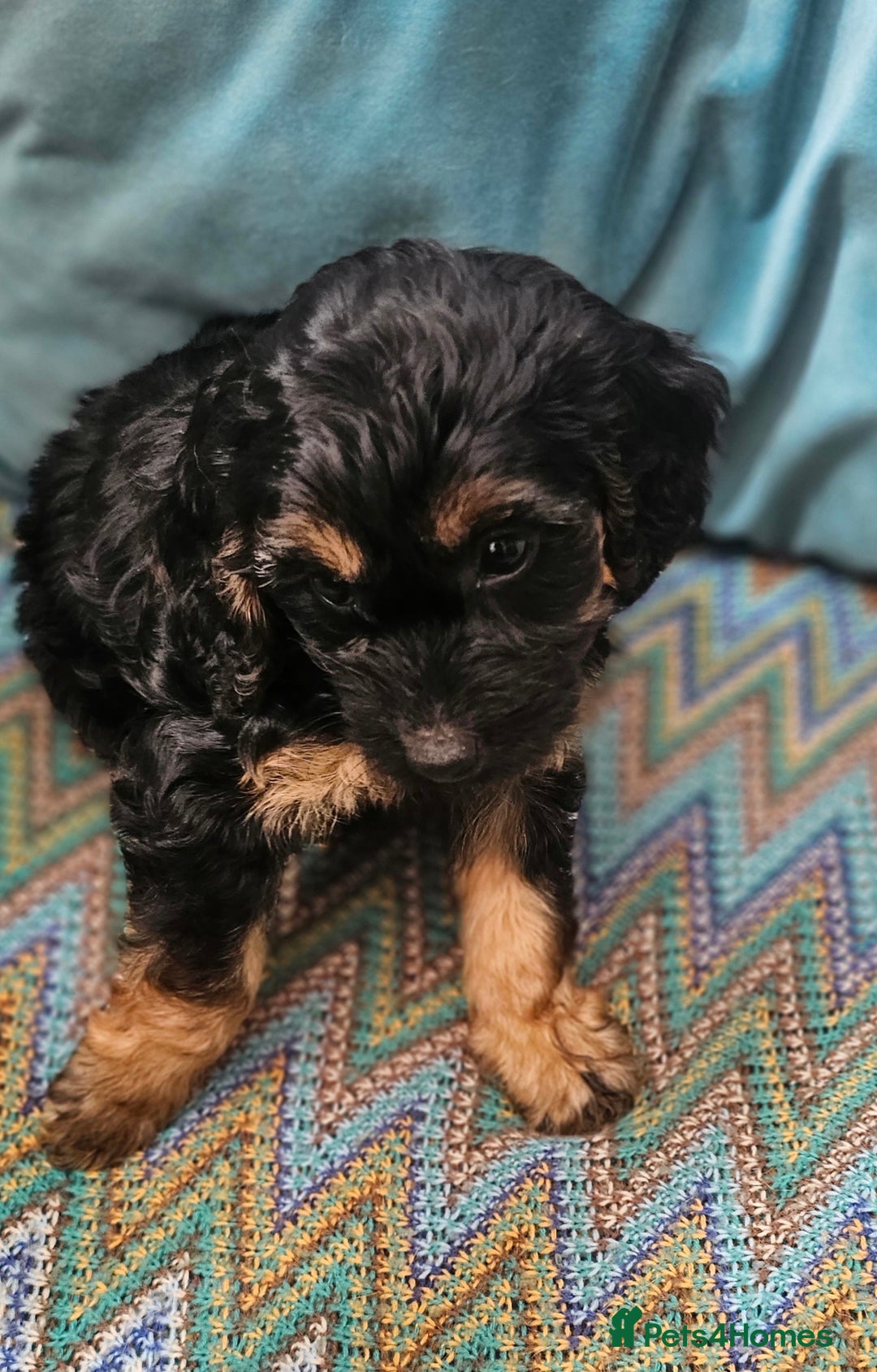Cockapoo dogs for sale: The best cockapoos - Image 34
