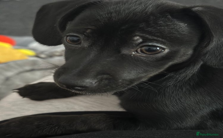 Chiweenie dogs Female Chiweenie puppy - Advert 1