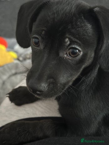 Chiweenie dogs Female Chiweenie puppy - Advert 1