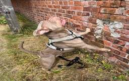 American Bulldog dogs for sale: BEAUTIFUL!! American bulldog for sale - Image 4