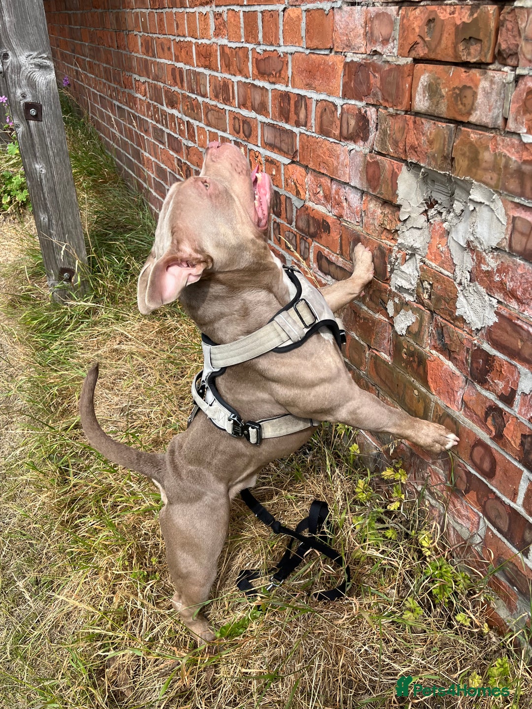 American Bulldog dogs for sale: BEAUTIFUL!! American bulldog for sale - Image 4