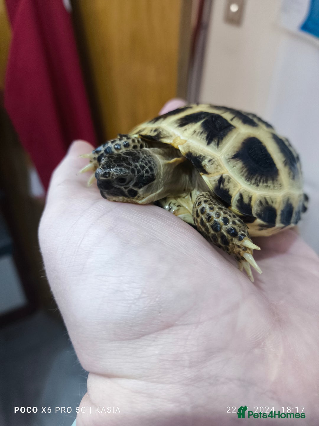 Tortoise reptiles for sale: Horsfield tortoise - Advert 3