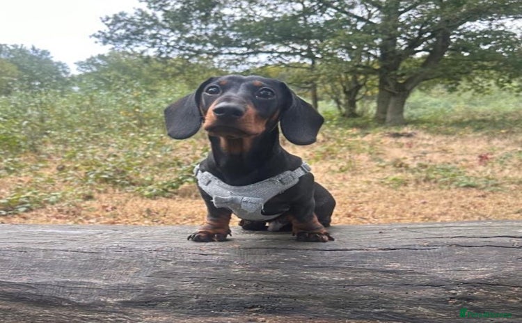 Dachshund dogs - Advert 4