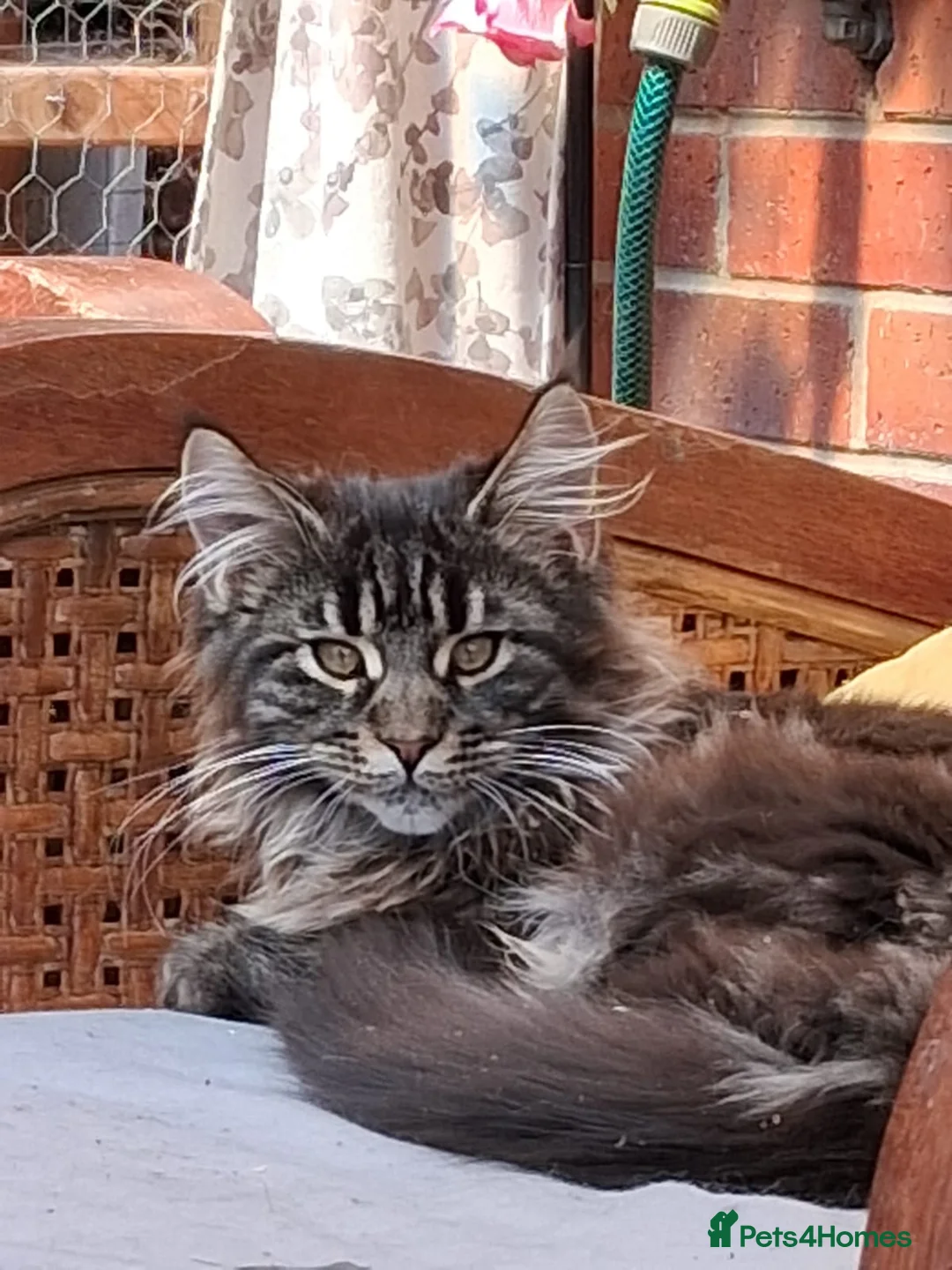 Maine Coon cats for sale: Maine Coons XL - Advert 14