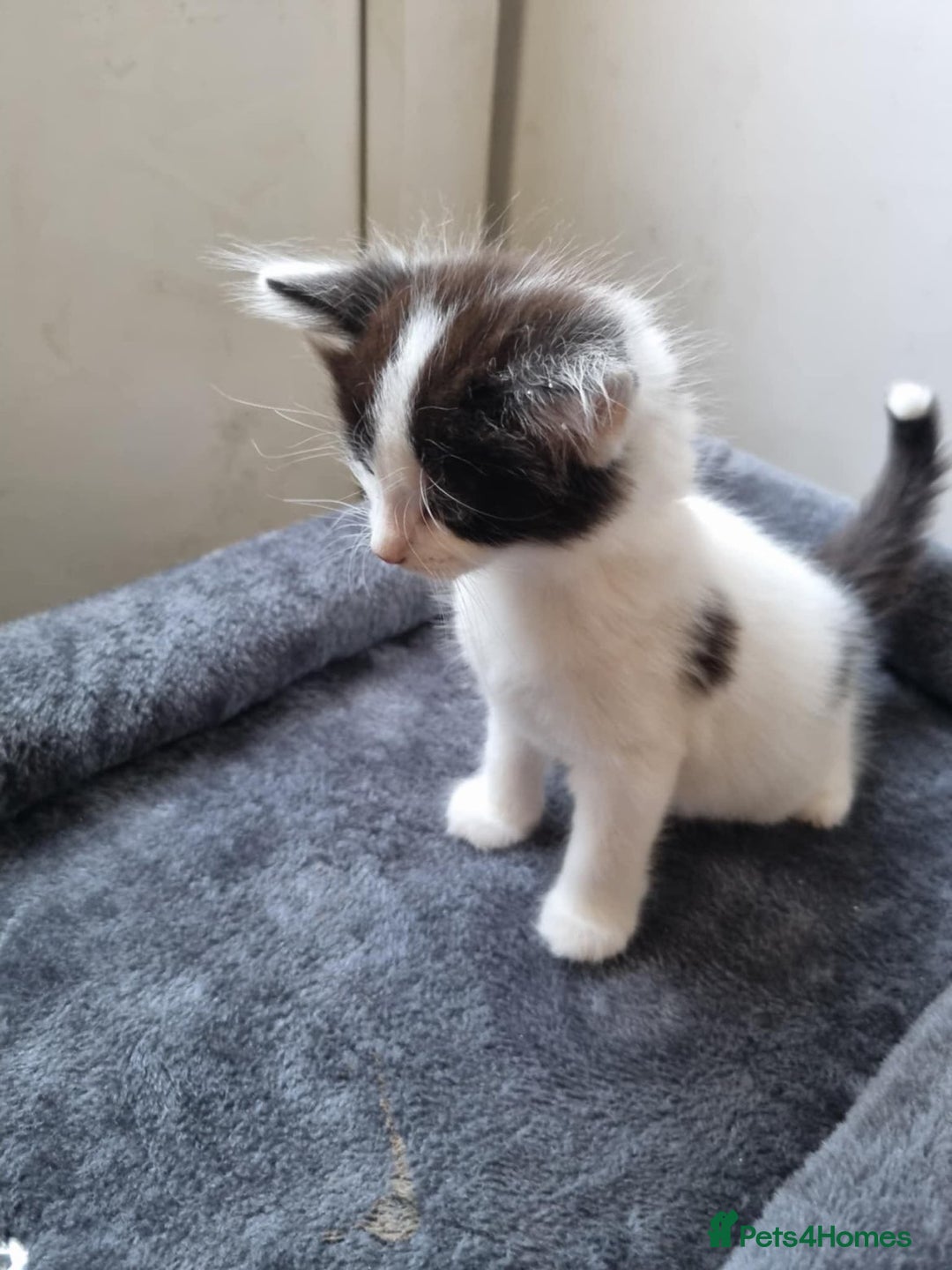 Ragdoll cats for sale: Kittens  - Advert 4