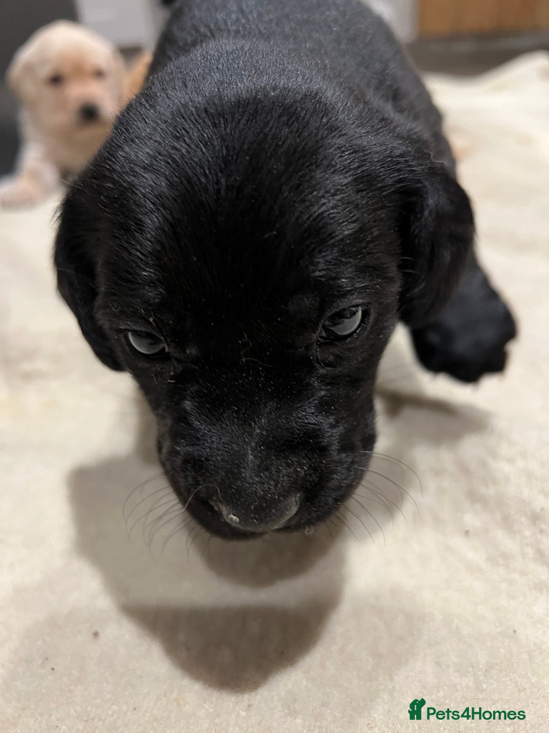 Labrador Retriever dogs for sale: 1 golden/ yellow boy Labrador puppies left - Advert 24