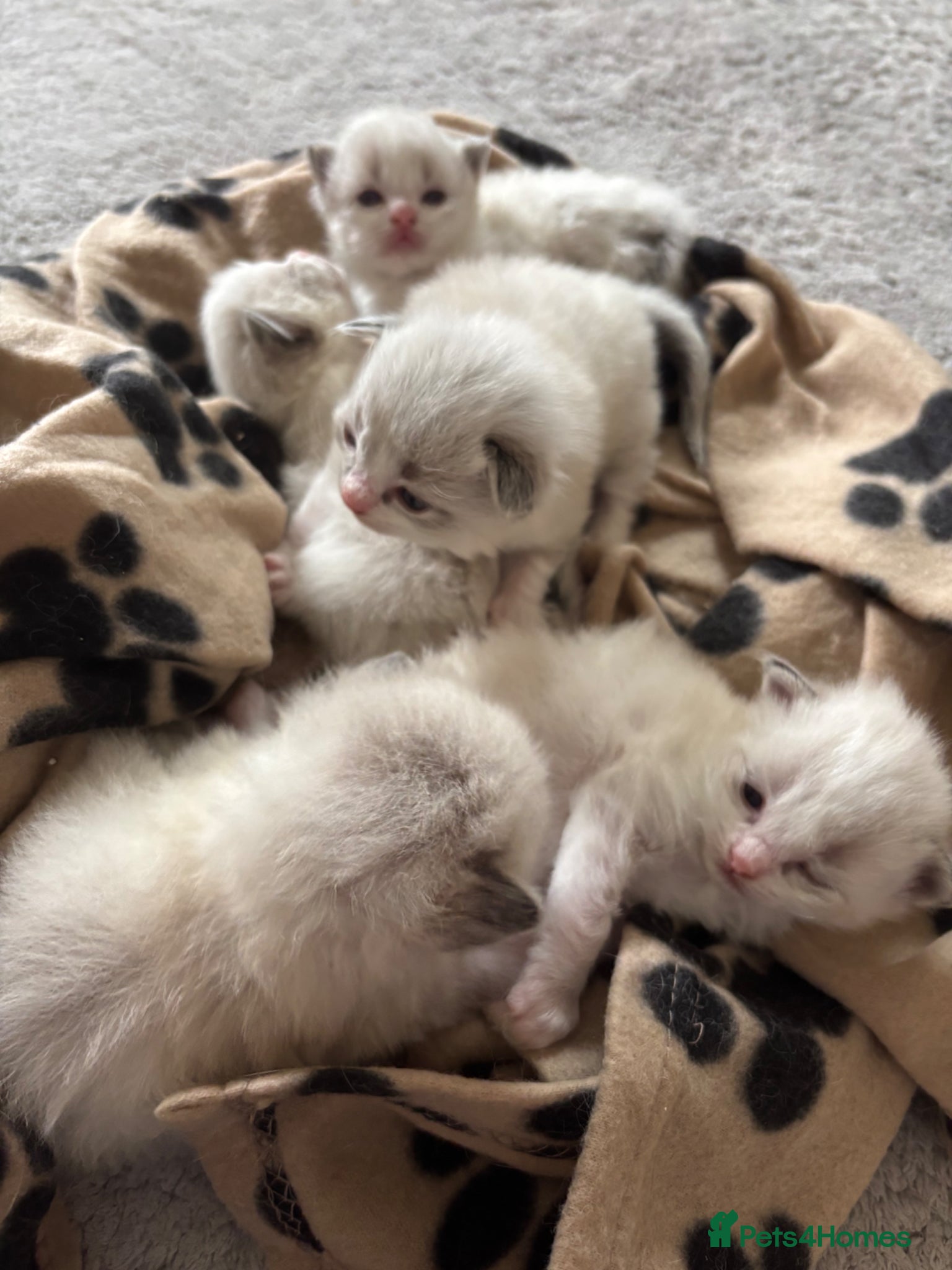 Ragdoll cats 5 Ragdoll/Bicolor Ragdoll kittens  - Advert 8