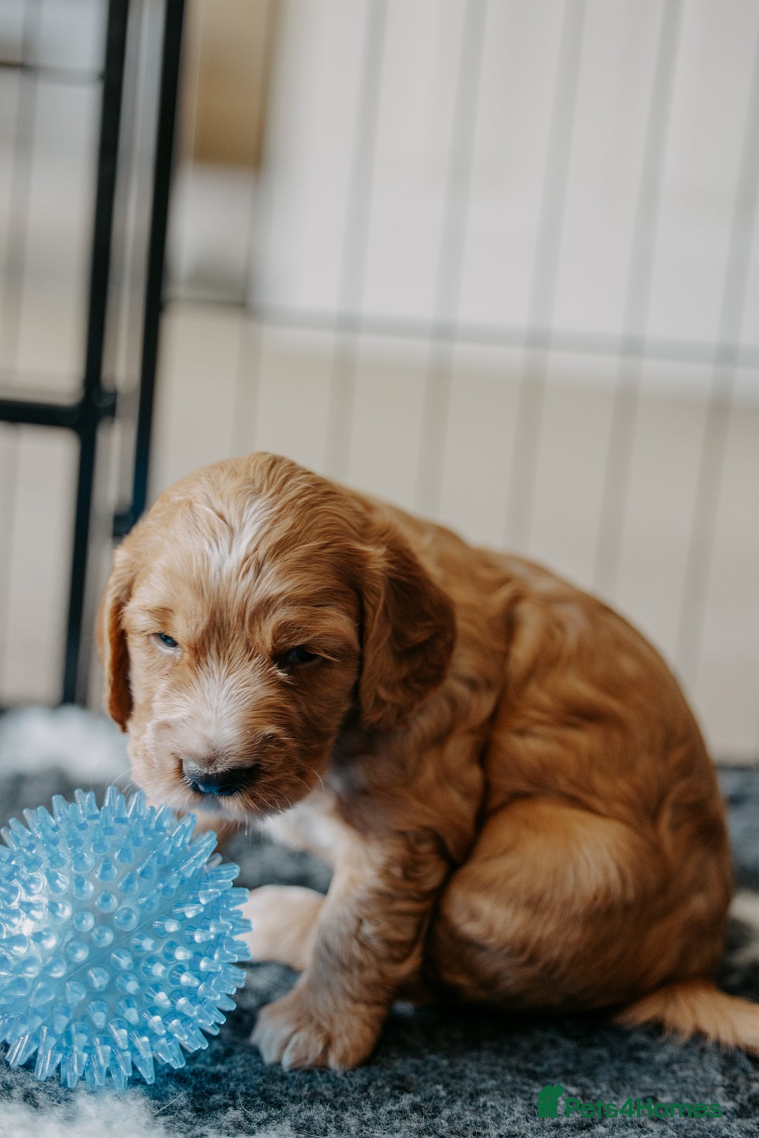 Cocker Spaniel dogs for sale: Stunning Cocker Spaniels - Image 4