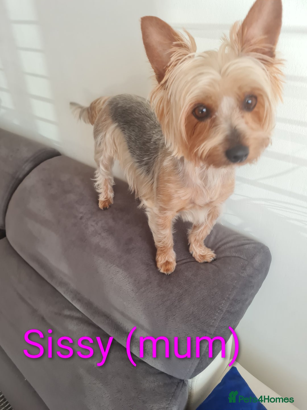 Yorkshire Terrier dogs for sale: Stunning yorkshire terriers for sale - Image 21