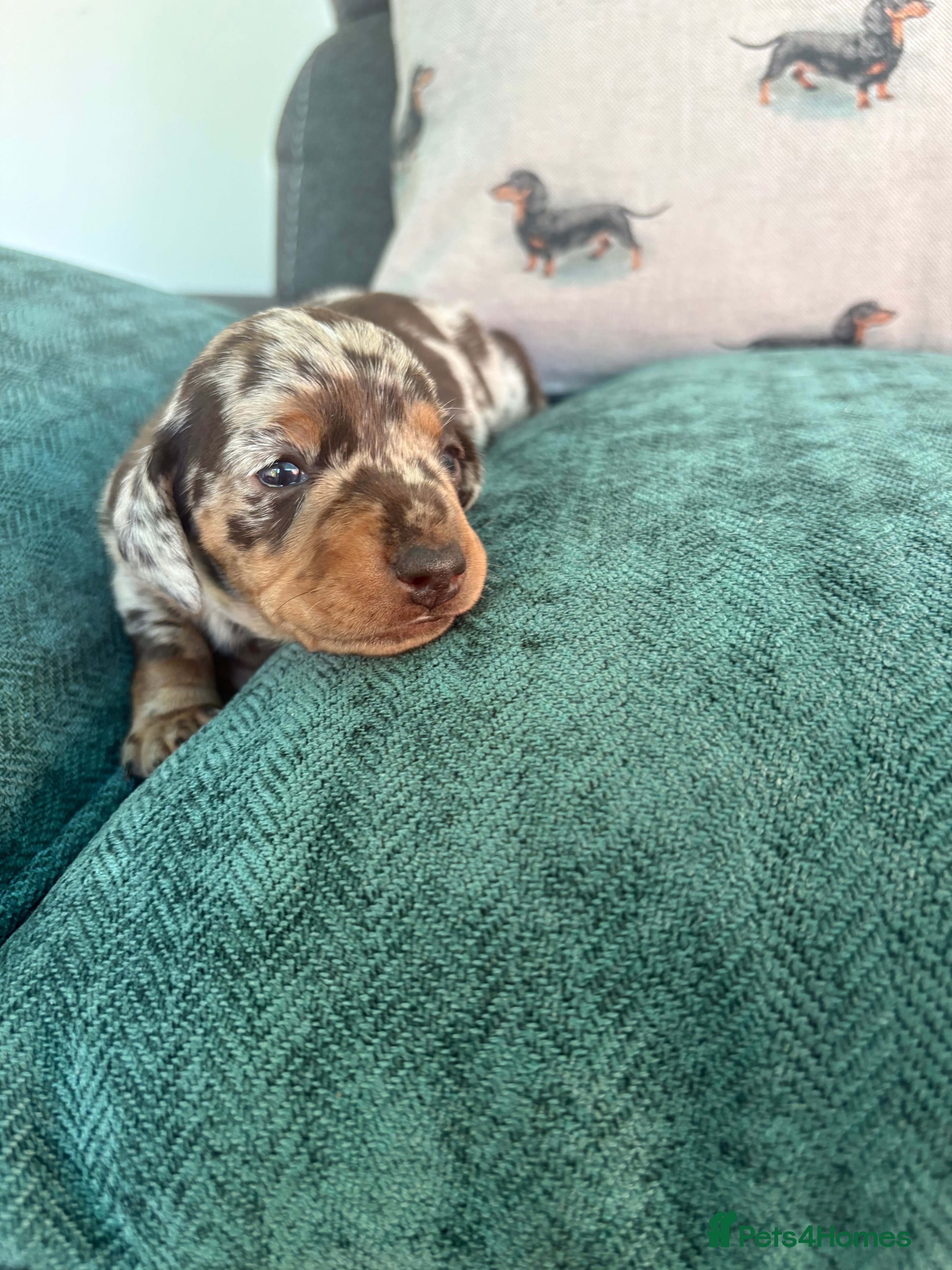 Miniature Dachshund dogs Stunning miniature dachshund puppies - Advert 2