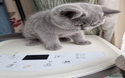 British Shorthair cats for sale: Last 2 Kittens Lilac & Blue Healthy GCCF Pedigree  - Image 12