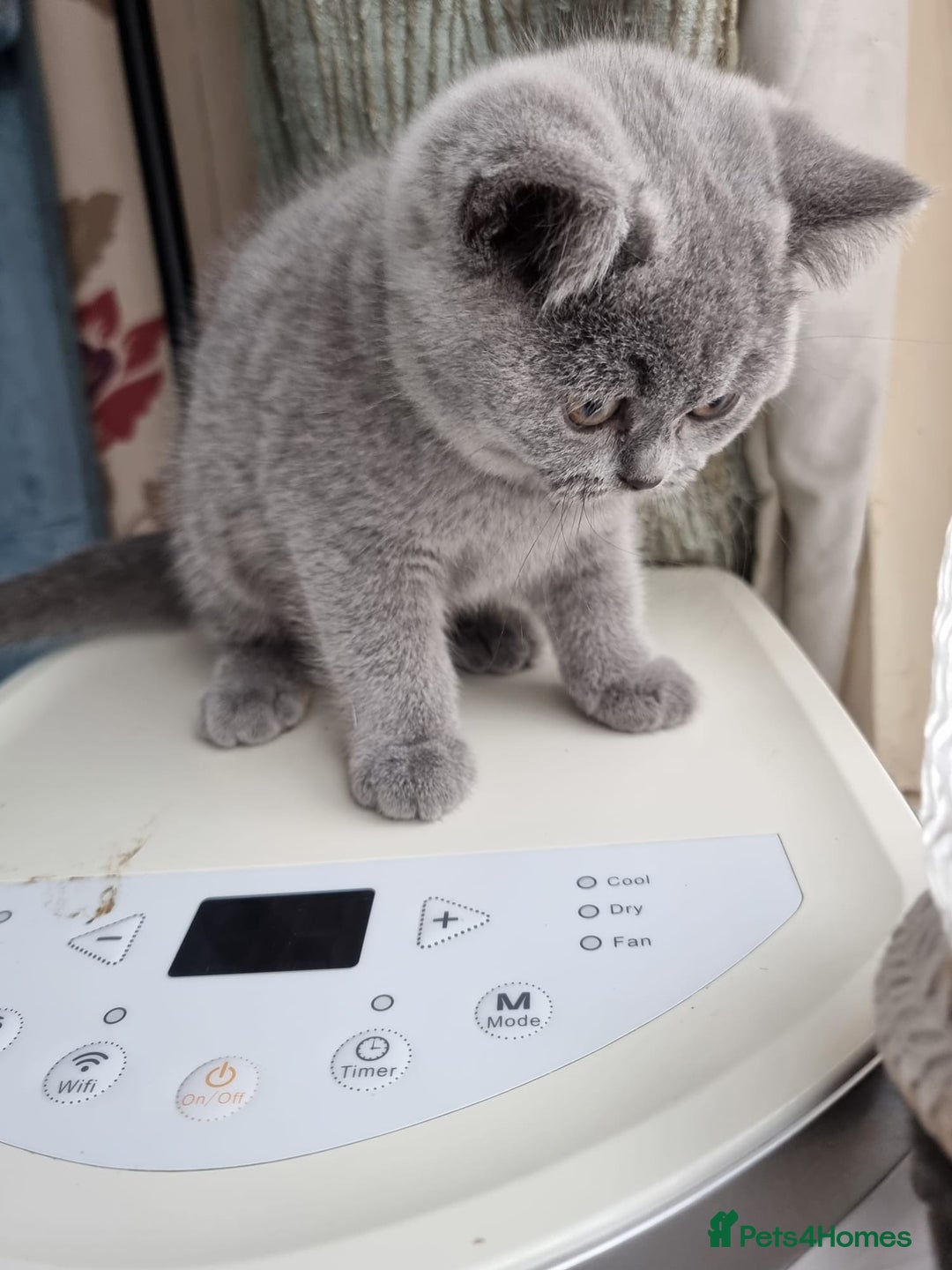 British Shorthair cats for sale: Last 2 Kittens Lilac & Blue Healthy GCCF Pedigree  - Image 12