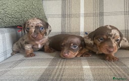 Miniature Dachshund dogs for sale: Stunning small Miniature Daschund’s - Image 3