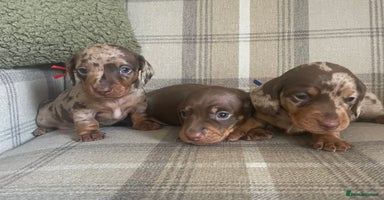 Miniature Dachshund dogs - Advert 9