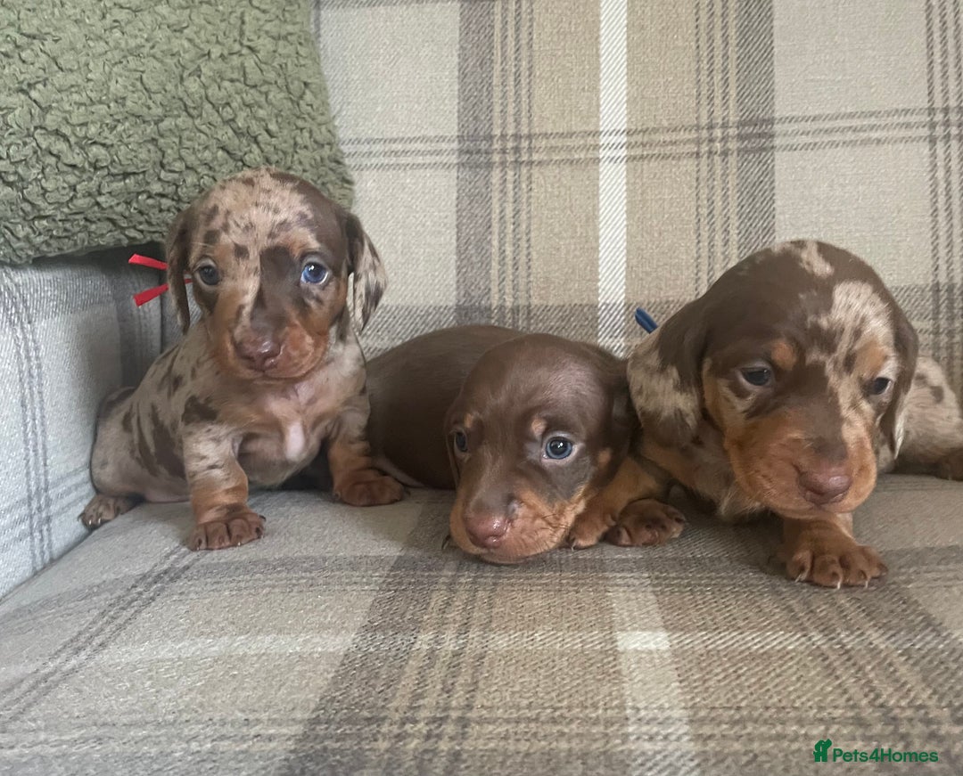 Miniature Dachshund dogs for sale: Stunning small Miniature Daschund’s - Image 3