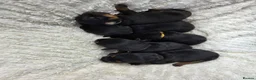 Rottweiler dogs for sale: Gorgeous Rottweiler Puppies  - Advert 2