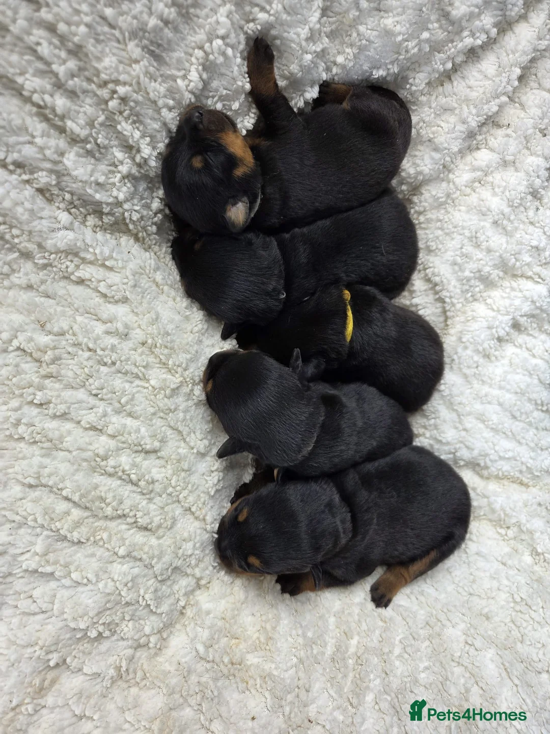 Rottweiler dogs for sale: Gorgeous Rottweiler Puppies  - Advert 2