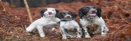 English Springer Spaniel dogs for sale: Excellent quality kc springer spaniel pups  - Advert 23