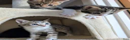 Mixed Breed cats for sale: Bengal mix kittens - Advert 11