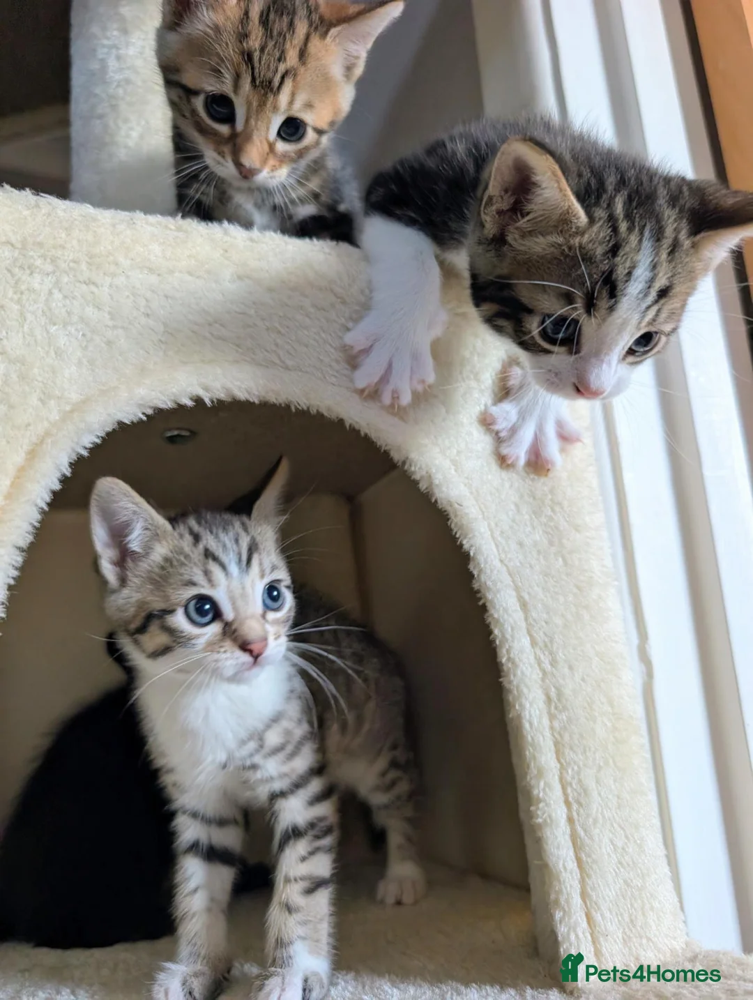 Mixed Breed cats for sale: Bengal mix kittens - Advert 11