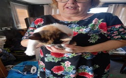 Mixed Breed cats for sale: 4 gorgeous kittens for sale  - Image 4