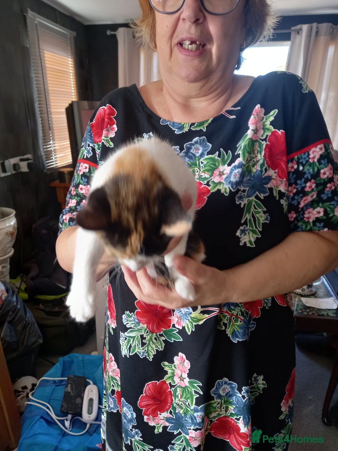 Mixed Breed cats for sale: 4 gorgeous kittens for sale  - Image 4