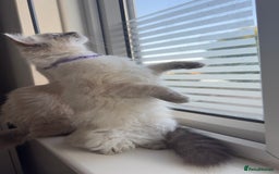 Ragdoll cats for sale: Ragdolls for sale - Image 6