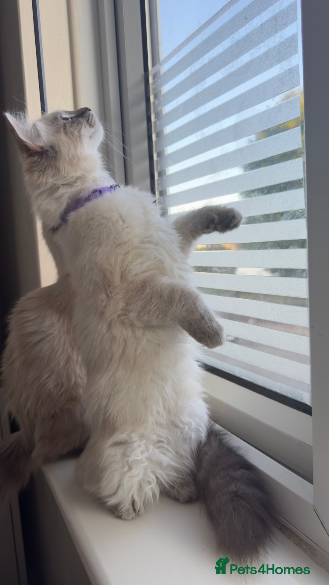 Ragdoll cats for sale: Ragdolls for sale - Image 6