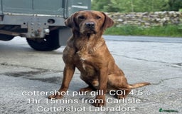 Labrador Retriever dogs for sale: Fab KC Fox Red Pups - 4* Higher Standard Breeder - Advert 10