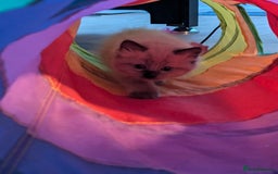 Ragdoll cats for sale: 4 gorgeous ragdoll kittens  - Image 20