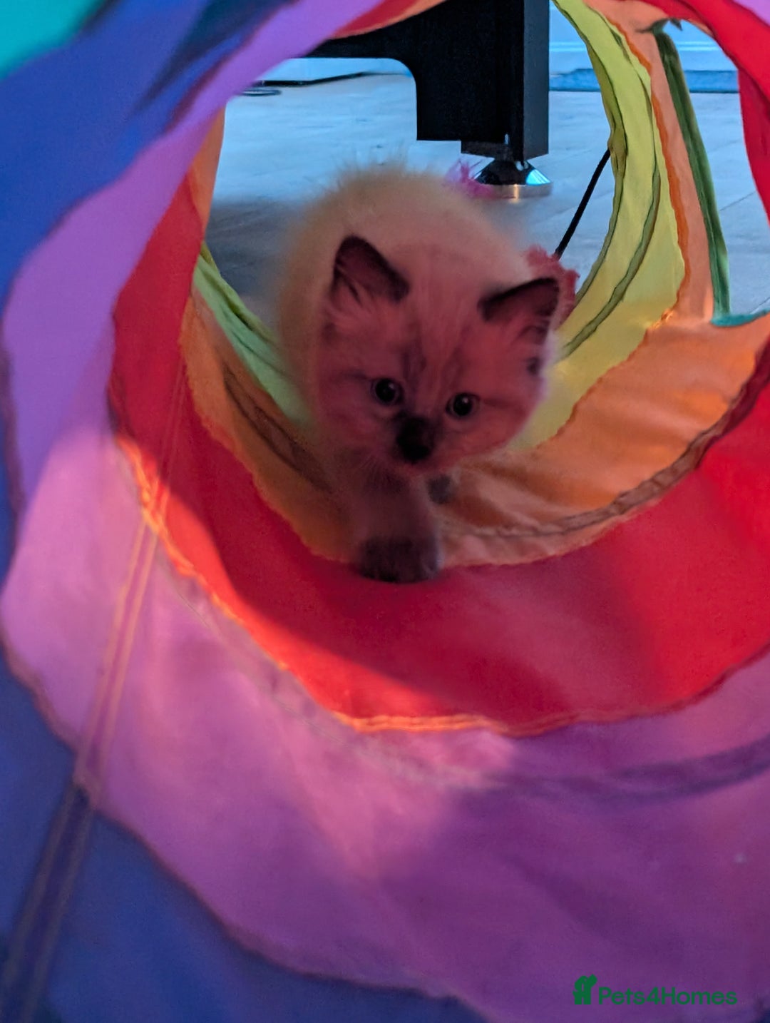 Ragdoll cats for sale: 4 gorgeous ragdoll kittens  - Image 20