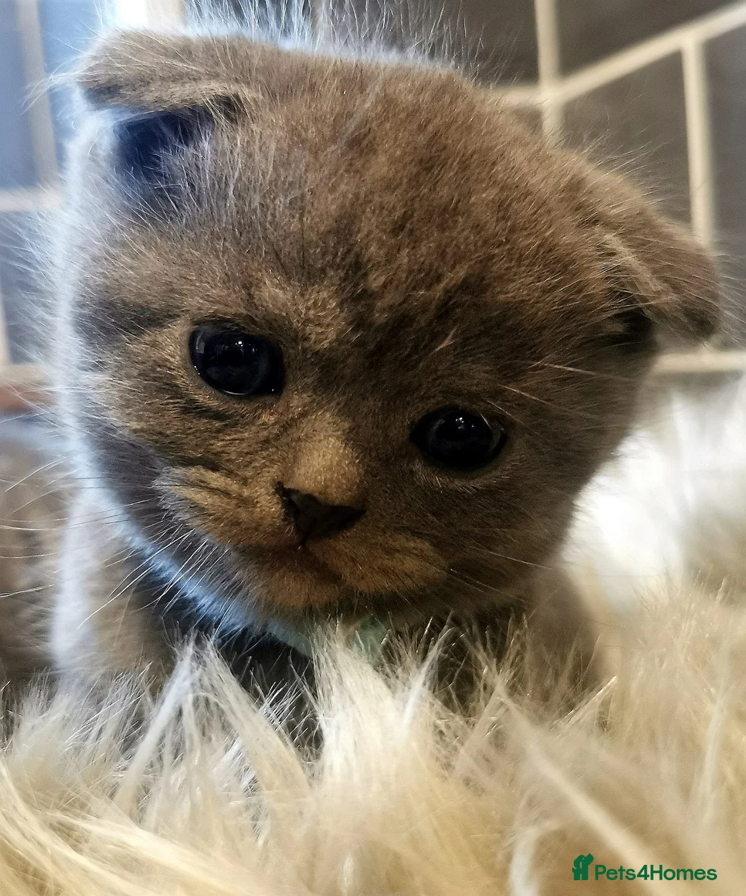 Scottish Fold cats for sale: ❤️Luxuary Scottish Fold kittens❤️ - Advert 33
