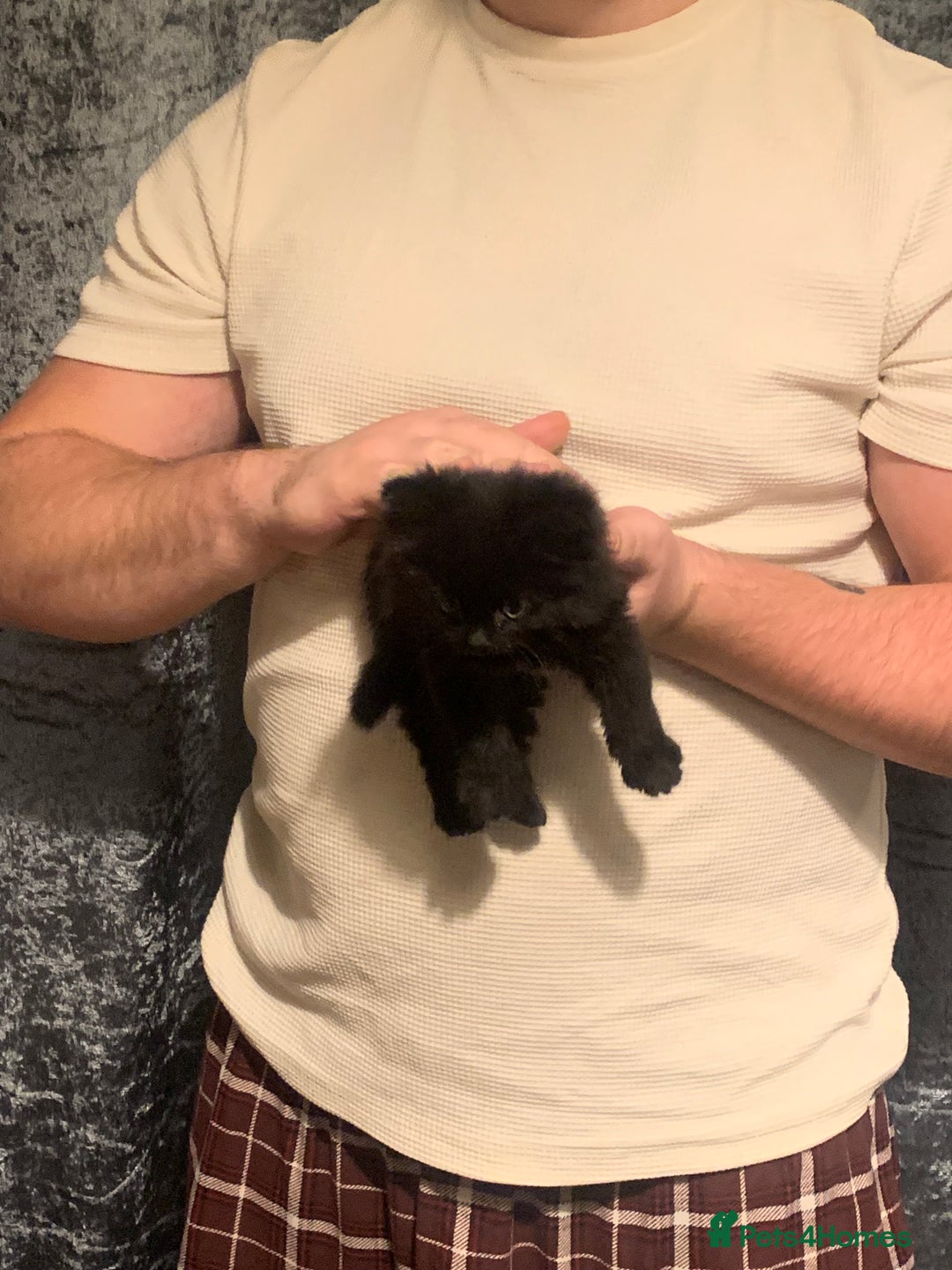 Mixed Breed cats for sale: 1 Male Long Haired Kitten left - Advert 2