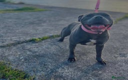 Staffordshire Bull Terrier dogs for sale: Blue Staffordshire Bull Terrier Champion Pups - Image 17