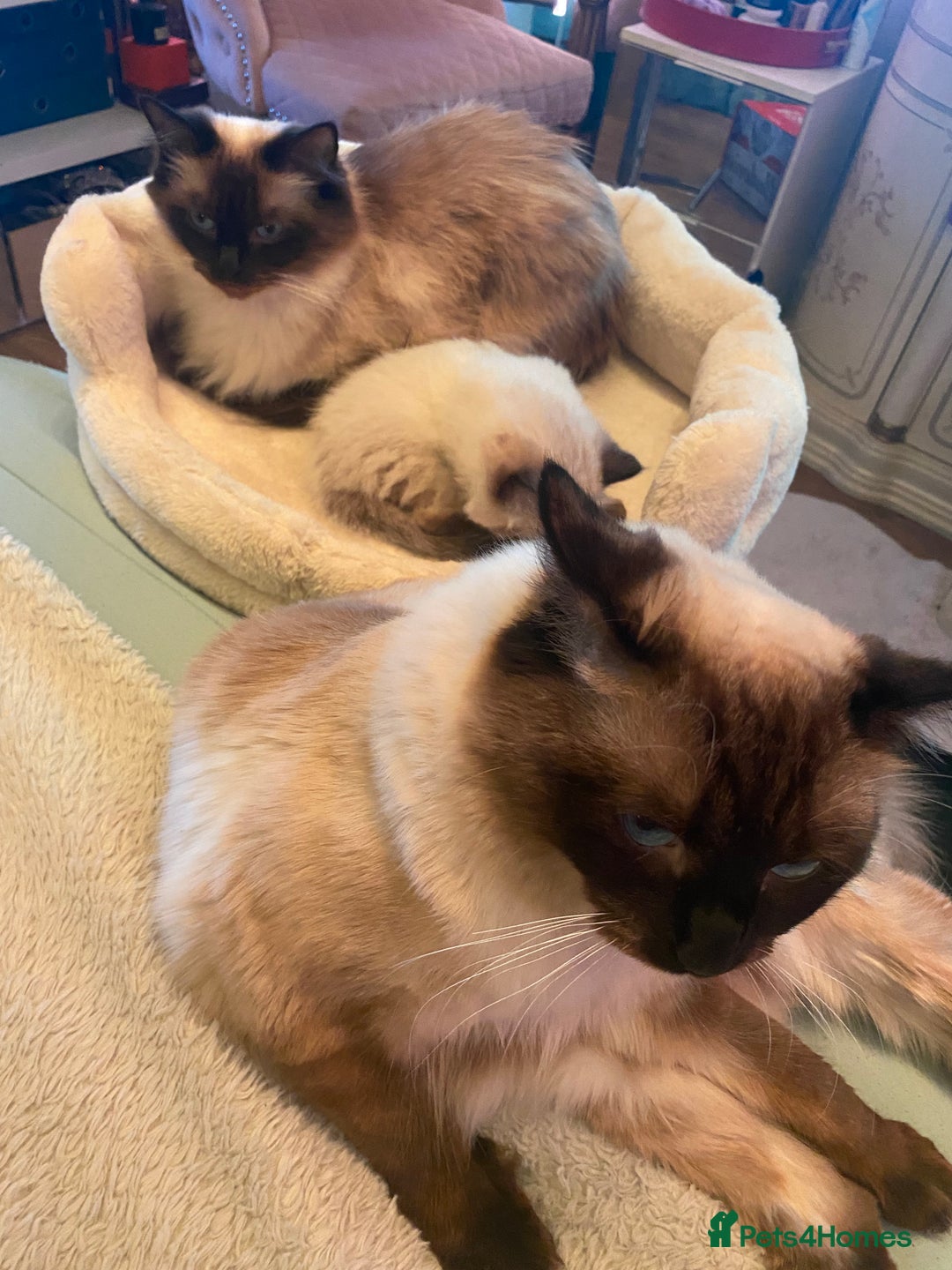Ragdoll cats for sale: Gorgeous Ragdoll boy - Image 8