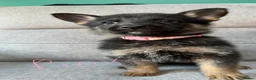 German Shepherd dogs for sale: 10 beautiful German shepherd puppies - Advert 23