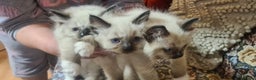 Ragdoll cats for sale: 3 Adorable ragdoll kittens for sale - Advert 2