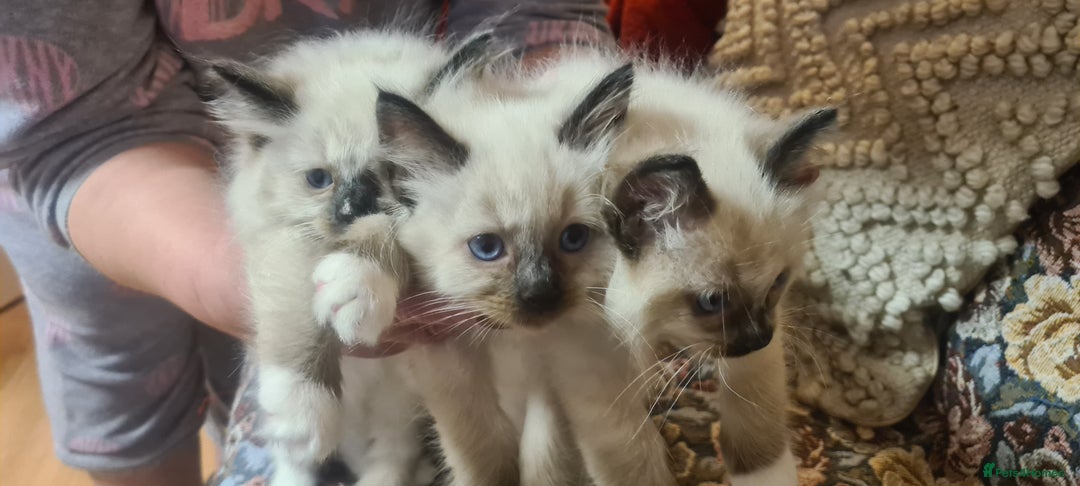 Ragdoll cats for sale: 3 Adorable ragdoll kittens for sale - Advert 2
