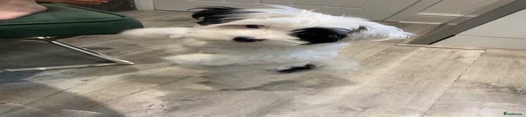 Yochon Puppy 1