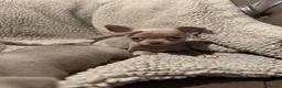 Chihuahua dogs for sale: Stunning litter of Merle & lilac chihuahuas  - Advert 16