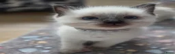 Ragdoll cats for sale: 4 lovely boys🤍💙💜❤️Ragdoll  - Advert 12